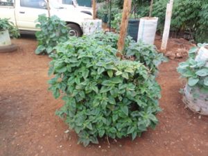 Project Groententuin 1 | Stichting Kenya Care