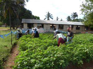 Project Groententuin 2 | Stichting Kenya Care