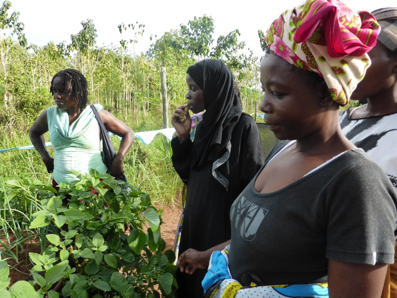 Stichting Kenyacare | Project groententuin